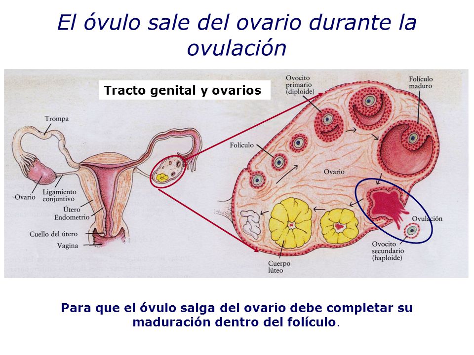 Que producen los ovarios